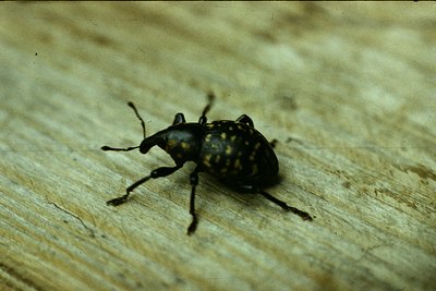Close-up of a **straw-colored beetle** (*likely a species of *Anobium* or *Lyctus*) with speckled elytra on textured wood. Di...