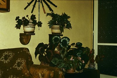 Vintage interior featuring mid-century design elements: two potted plants (one with broad leaves, one with heart-shaped folia...