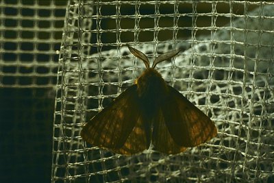 Close-up of a large, dark brown moth with patterned wings resting on a fine mesh net. The intricate wing details suggest it m...