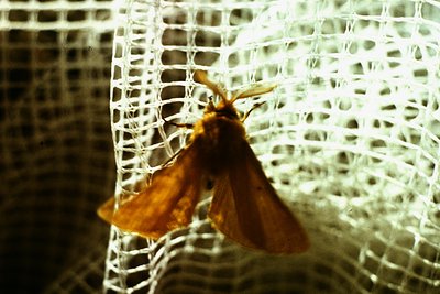 Close-up of a large, orange-brown moth with elongated antennae and translucent wings trapped in a fine mesh insect net. The l...