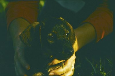 Close-up of a small, dark-coated puppy with expressive eyes, held gently in a human hand. Warm golden light casts soft shadow...