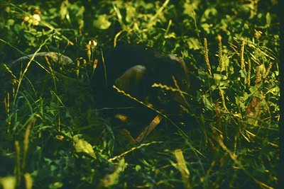 A close-up of a black bear cub partially obscured by dense green foliage, likely in a forest or wetland habitat. The bear app...