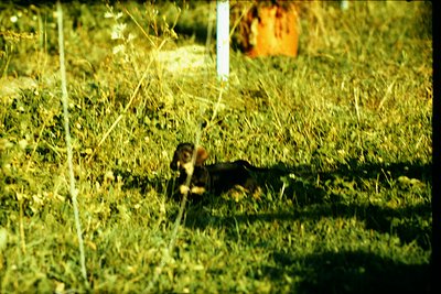 Vintage photo of a small, light-colored dog resting on a grassy field with wooden fence posts. Overgrown vegetation and blurr...