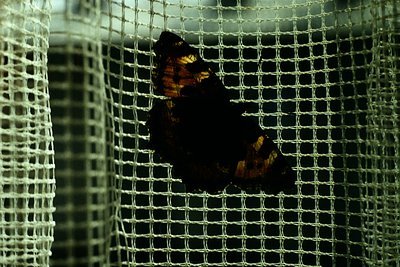 Close-up of a black and gold butterfly perched on a fine mesh netting, likely for conservation or study. The intricate wing p...