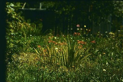 Vibrant close-up of **red and white wildflowers** in dense foliage, likely **geraniums and daisies**. Soft focus highlights n...