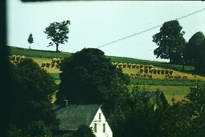 Vintage pastoral scene featuring a herd of cattle grazing on rolling hills, framed by dense greenery and a white farmhouse wi...