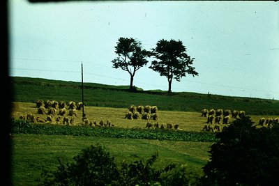 Vintage pastoral scene featuring a herd of sheep grazing in a lush, rolling green field. Two tall trees stand prominently in ...