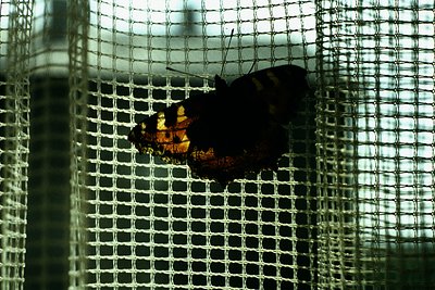 Close-up of a large, dark butterfly with orange/red wing markings inside a mesh enclosure, likely for observation or conserva...