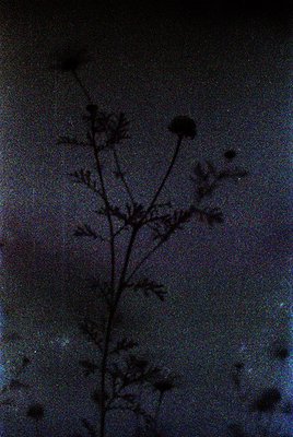Silhouette of a lone tree branch with dried flowers against a dark sky, likely captured with vintage or low-light photography...
