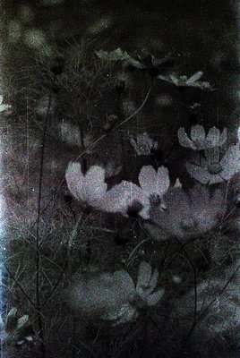 Vintage cyanotype print of delicate fern fronds and flowers on textured paper, likely early 20th century. Light-sensitive bot...