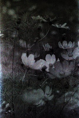 Vintage sepia-toned photograph of delicate waterlily leaves and buds in shallow water, likely captured with an early wet-plat...