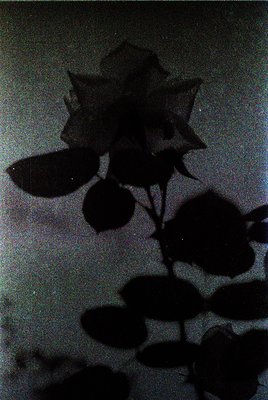 Silhouette of a single blooming rose against a light background, captured in high contrast. The petals form a classic, symmet...