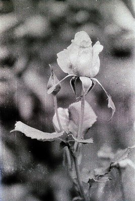Black-and-white close-up of a single, wilted rosebud with petals partially unfurled, showcasing delicate texture and fading p...