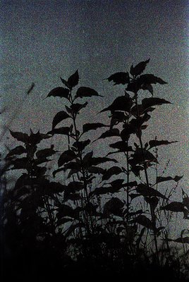Silhouetted sunflowers against a gradient evening sky, likely late afternoon. Tall stems with broad leaves and developing see...