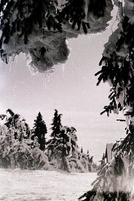 Winter forest scene with snow-laden evergreens framing a frozen lake. Heavy snow accumulation on branches and ice crystals fa...