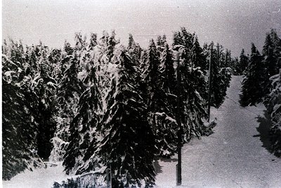 Snow-laden evergreen trees line a narrow, paved pathway in a mid-20th century forest. The dense foliage and overcast sky evok...