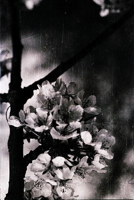 Vintage black-and-white close-up of blooming cherry blossoms against a blurred, textured background. Soft petals and delicate...