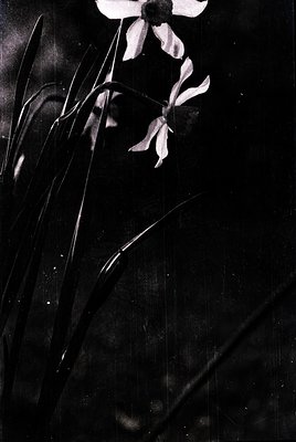 High-contrast black-and-white close-up of a single white orchid flower with elongated petals and a central column, backlit ag...