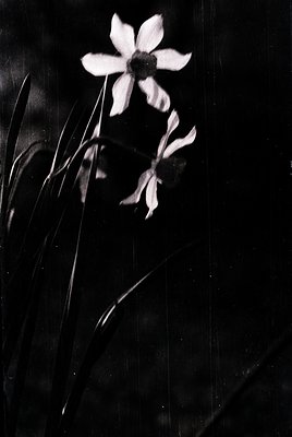 High-contrast black-and-white silhouette of a single white flower (likely a daisy or similar) backlit against a dark, texture...