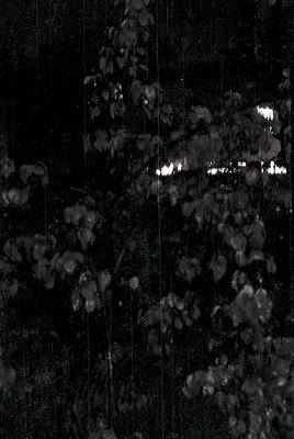 Black-and-white nighttime shot of blurred tree branches and lights, likely from a moving vehicle. Distinctive soft-focus effe...