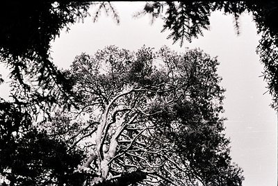 High-contrast black-and-white shot of a mature deciduous tree’s intricate canopy, framed by surrounding foliage. Dramatic lig...