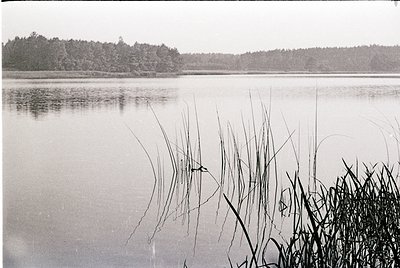 Black-and-white lake scene with reeds and bird reflection, framed by dense forest. Calm water mirrors vegetation and distant ...