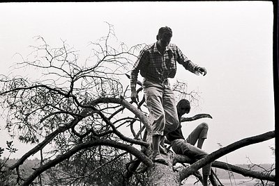 Black-and-white photo captures two men climbing barefoot on fallen tree branches, likely post-storm or deforestation. One sta...