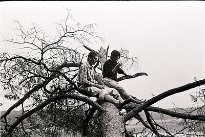 Black-and-white candid of three boys perched on a leafless tree branch, mid-20th century. Casual poses suggest youthful camar...