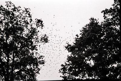 Black-and-white aerial view of dense flocking birds between two tree-lined rows, likely during migration. Silhouetted trees f...