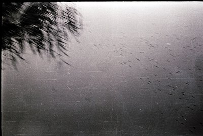 Vintage black-and-white shot of a blurred palm tree silhouette against a stormy sea, captured through rain-spattered glass. D...