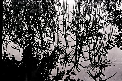 High-contrast black-and-white shot of tangled, skeletal tree branches against a blurred sky. Dramatic composition highlights ...
