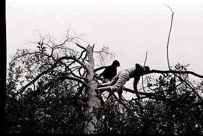 Two individuals climbing a leafless tree branch in a dense forest, mid-motion. Black-and-white photograph suggests vintage st...