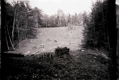 Cleared forest area with stacked logs and felled trees, likely post-logging. Dense pine forest surrounds a cleared section, s...