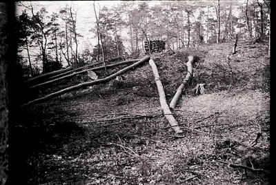 Vintage black-and-white photo of fallen timber and forest clearing, likely post-logging. Trunks and branches scattered across...