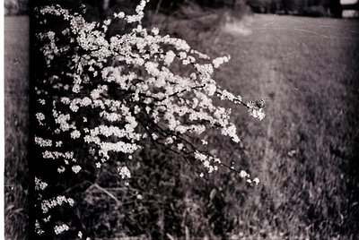 Vintage black-and-white shot of blooming cherry blossoms in full bloom beside a grassy lawn. Soft focus and slight grain sugg...