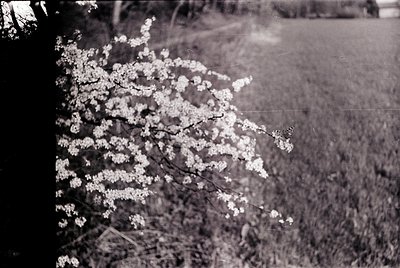 Vintage black-and-white shot of blooming cherry blossoms in a grassy field, likely springtime. Soft focus and grainy texture ...