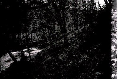 Vintage black-and-white photo of a dense forest path with fallen branches and leaf litter, suggesting autumn or early winter....