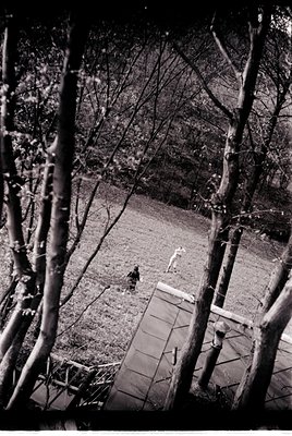 Aerial view of a lone figure walking a stone bridge through a winter forest. Bare trees frame the scene, emphasizing isolatio...
