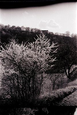 Mid-century black-and-white landscape featuring snow-laden deciduous trees in a rural setting. Distant hilltop structure sugg...