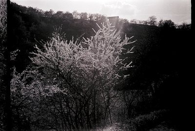 Black-and-white winter landscape featuring a lone, snow-laden tree in the foreground, backlit by sunlight. Dense forest and r...