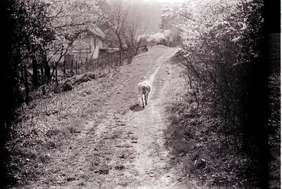 Vintage black-and-white rural scene featuring a lone horse walking a narrow, winding dirt path flanked by dense foliage. Trad...