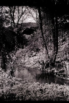 Black-and-white forest scene featuring a narrow, rocky stream winding through dense foliage. Bare trees frame a distant hills...