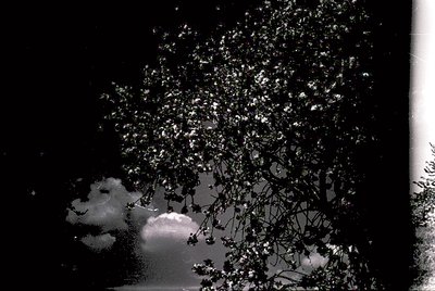 High-contrast black-and-white shot of a tree silhouette against storm clouds, likely captured with a vintage camera. Dense fo...