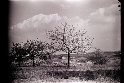 Vintage black-and-white landscape featuring leafless trees in a rural setting, likely early-to-mid 20th century. Rolling hill...