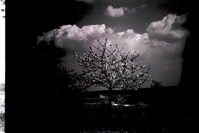 High-contrast black-and-white shot of a lone tree silhouetted against storm clouds, likely a vintage or artistic print. Drama...