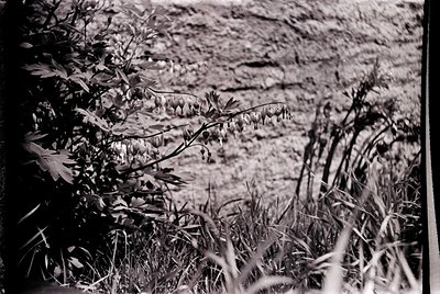 Vintage black-and-white close-up of wild grasses and foliage in shallow focus, evoking mid-20th century botanical photography...