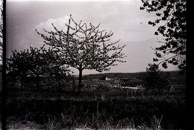 Vintage black-and-white rural landscape featuring a lone tree with sparse foliage framing a distant farmhouse and open fields...