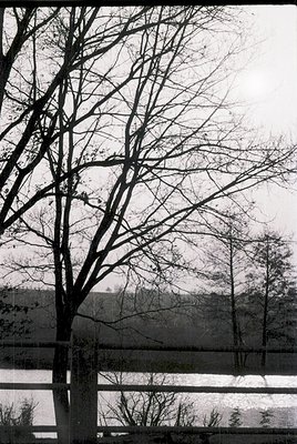 Barren deciduous trees frame a misty lake or river, captured in monochrome. Horizontal wooden railings in foreground suggest ...