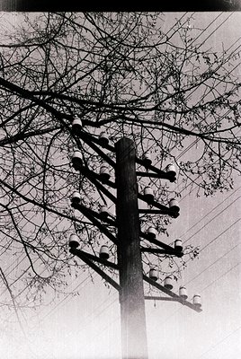 Mid-century utility pole with vintage ceramic insulators and bare winter tree branches framing the sky. Classic industrial ae...