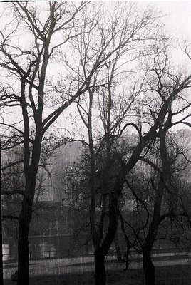 Barren deciduous trees frame a misty urban landscape, likely post-industrial. Concrete structures and skeletal buildings sugg...